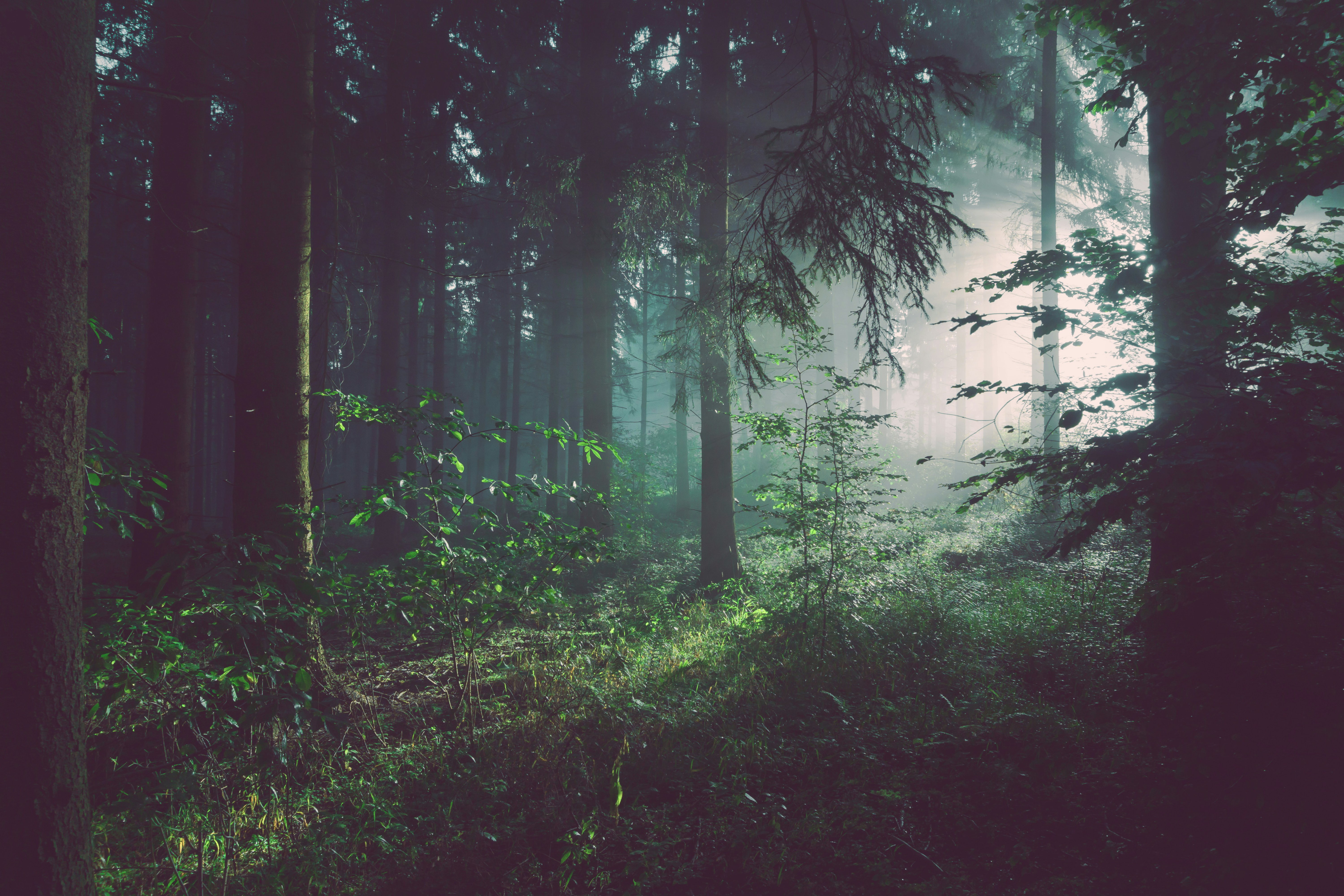 Misty Forest